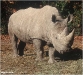 Rhino2.jpg